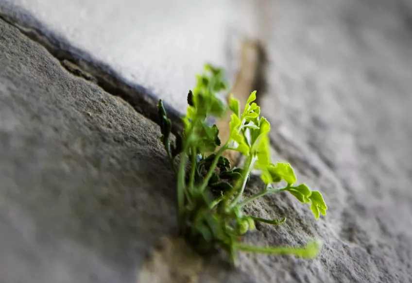 Plant clinging to a wall. Photo.
