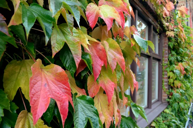 Green and red leaves climbing on a house fasade.